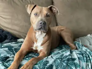 A gray pitbull relaxing on the sidewalk with its tongue hanging out